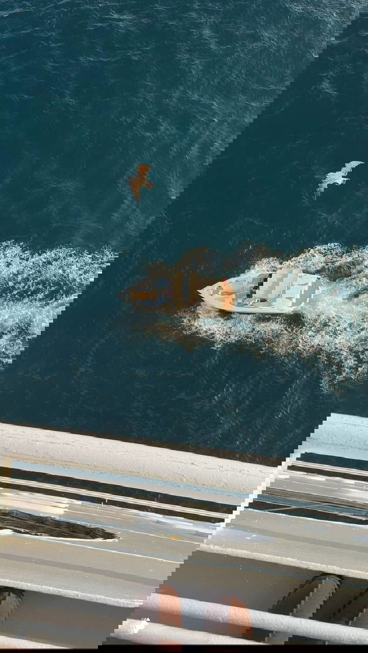 Вид сверху с борта на маленькую яхту, в центре кадра чайка и след от винта — атмосферный морской фрагмент с балкона лайнера.