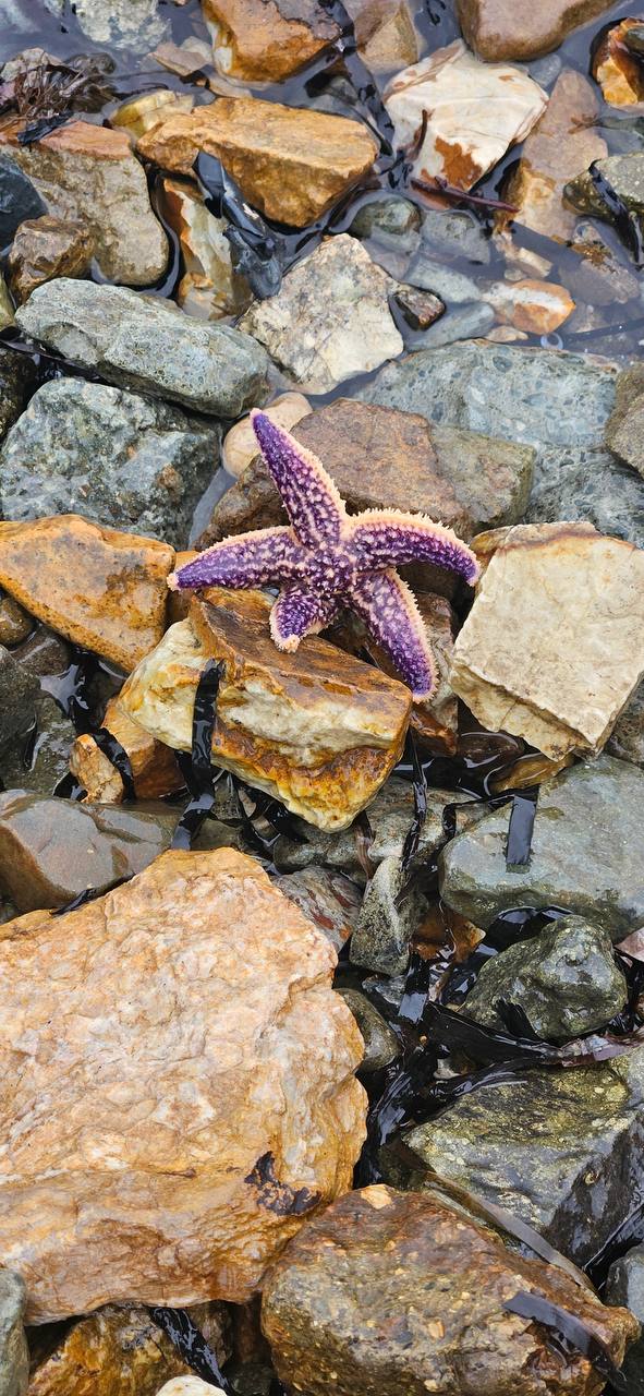 Крупный план фиолетовой морской звезды на влажных прибрежных камнях с водорослями и лужицами, найденной в прибрежной зоне Приморья.