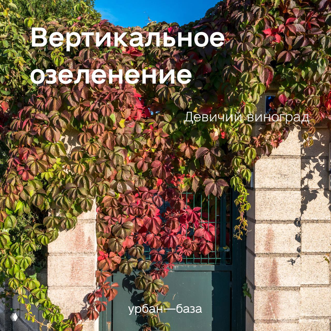 Вертикальное озеленение: растения для города