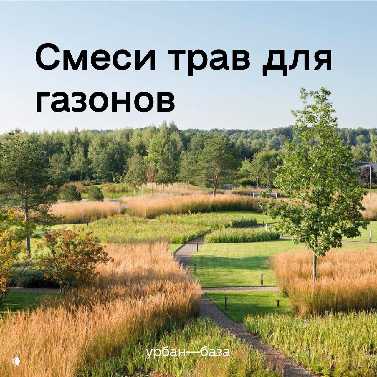 Три варианта смесей газона для Центральной России