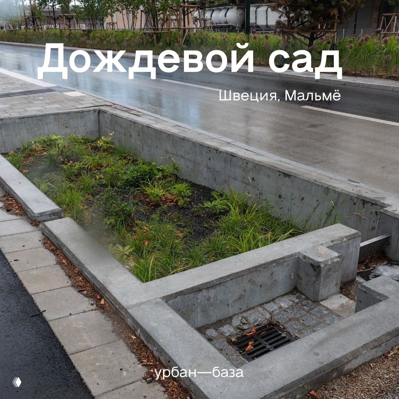 Что такое дождевой сад?