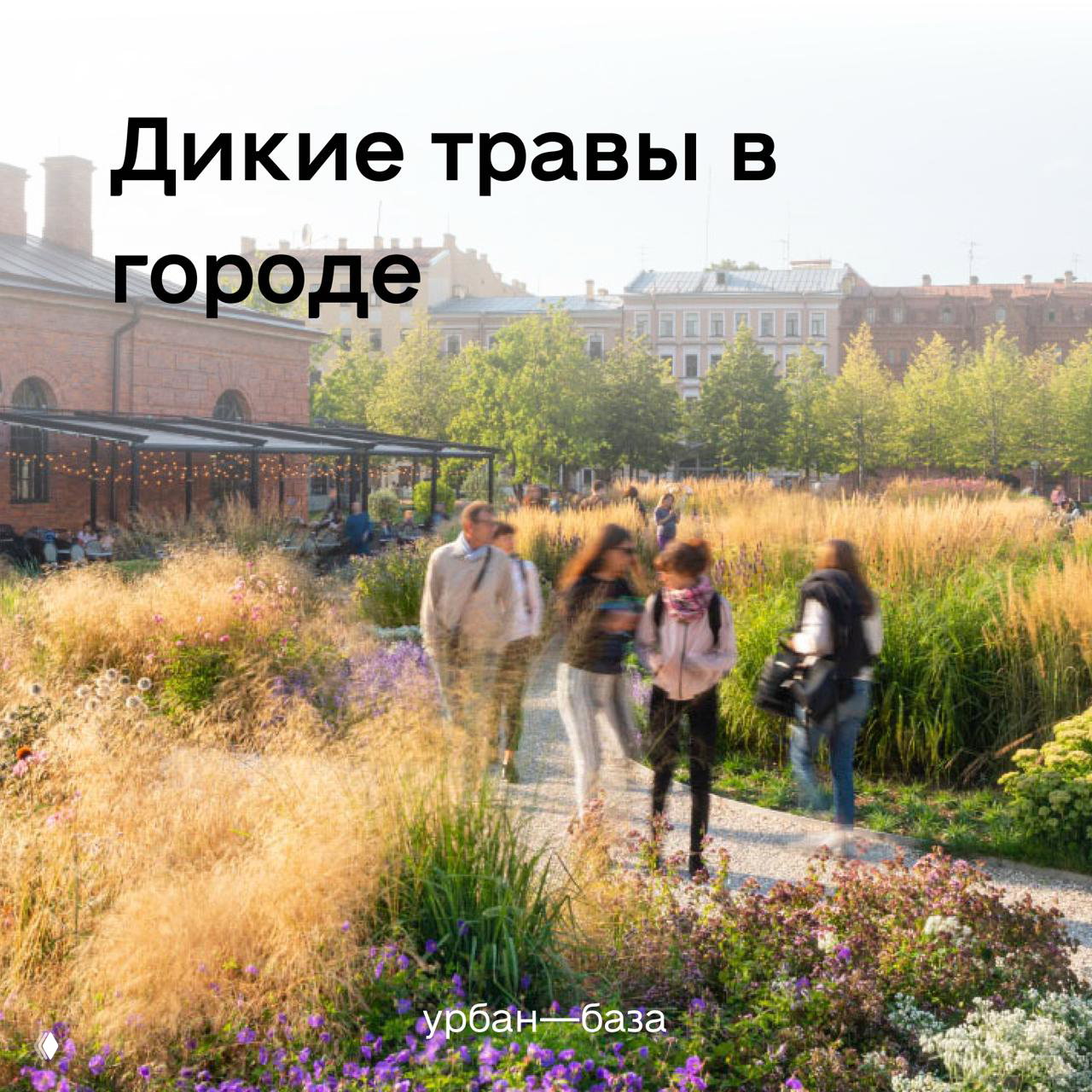 Дикие травы в городе