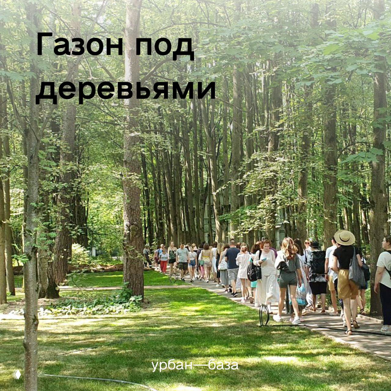 Почему газон под деревьями — не всегда хорошая идея
