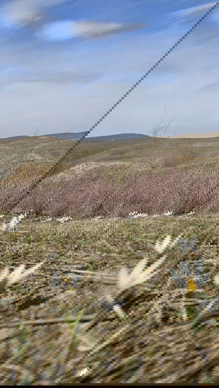 О подснежниках (крокусах) — фразы на английском