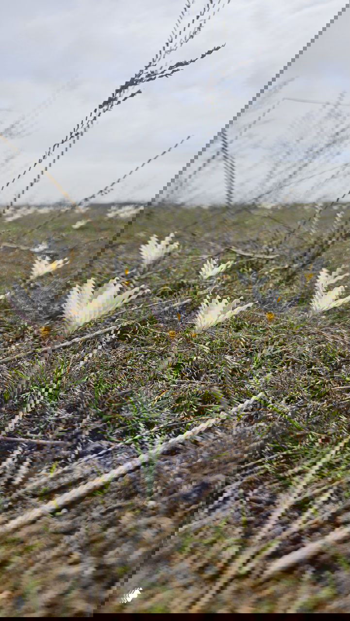 Низкий ракурс: группа белых подснежников в траве на переднем плане, мелкие веточки и степной фон, детализированное макро-изображение цветов.