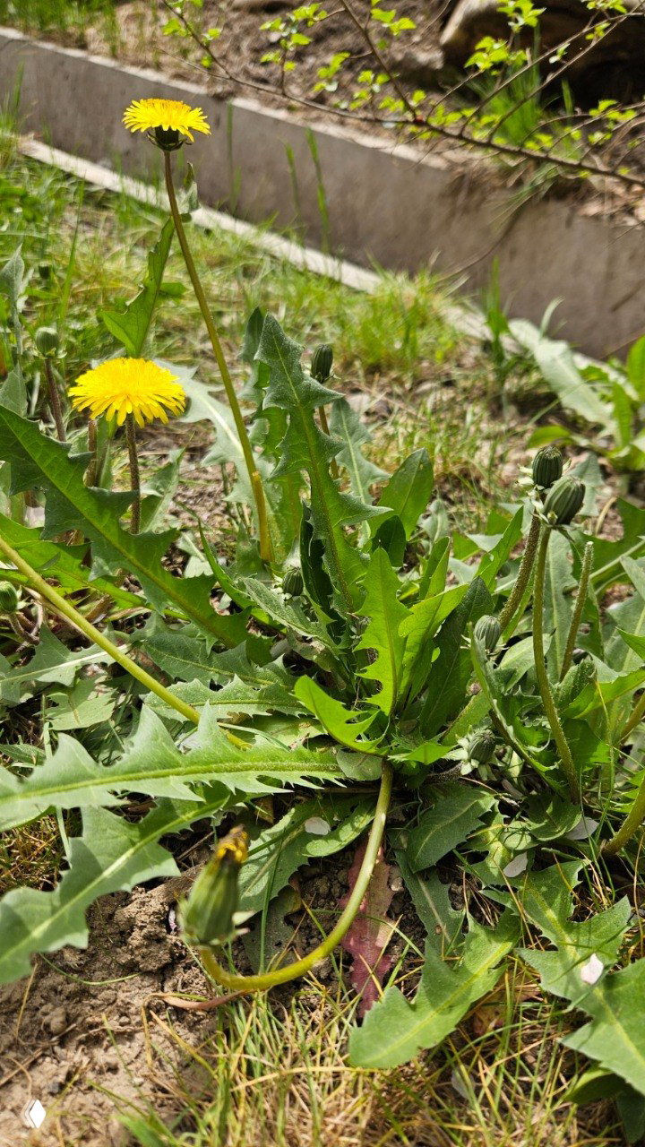 Про одуванчики на английском