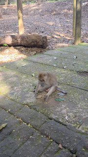 Молодая обезьяна сидит на мшистом каменном полу в лесной зоне; кадр показывает естественную среду и следы мусора вокруг на территории туристической локации на Бали.