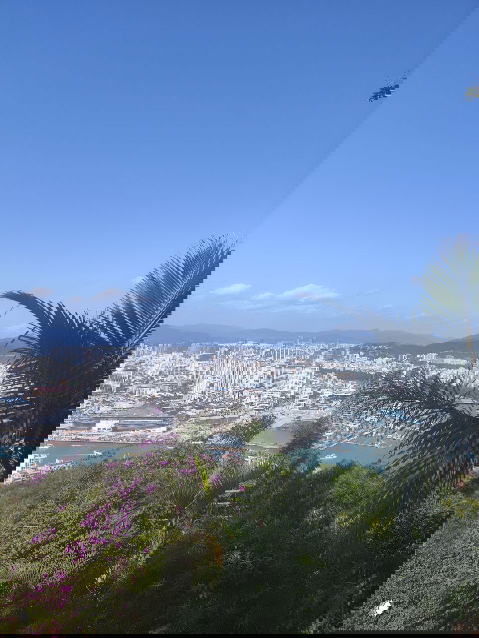 Вид с холма на город и порт: многоэтажные здания, бухта с яхтами и тропическая растительность на переднем плане, панорамный городской ландшафт.