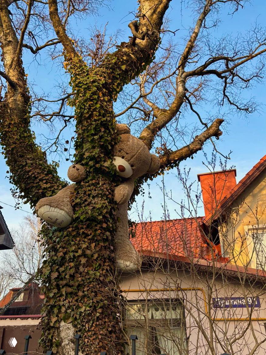 Большой плюшевый медведь, зафиксированный на стволе плюща и дереве в жилом дворе Зеленоградска — шуточный городской декор на фоне крыш и весеннего неба.