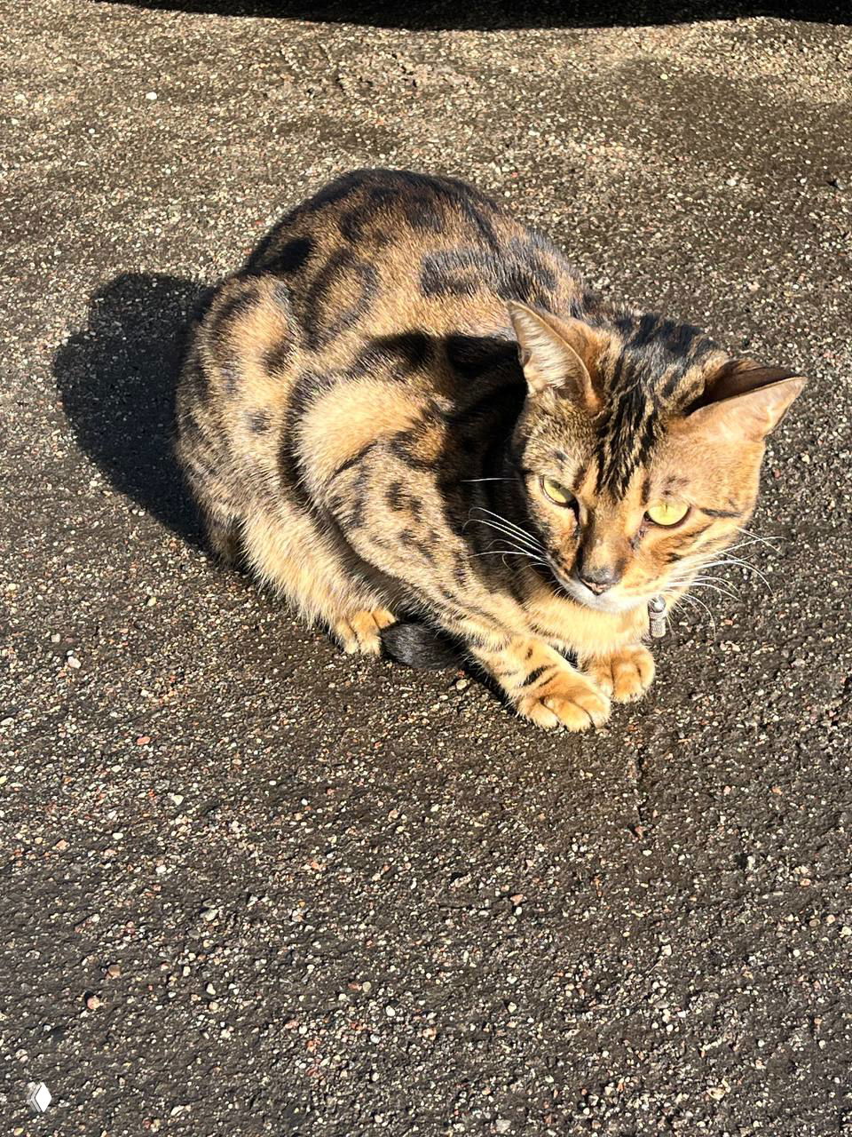 Кот Тео лежит и греется на солнце у входа в замок — спокойный бенгальской расцветки кот, наблюдающий за окрестностями и парковкой.