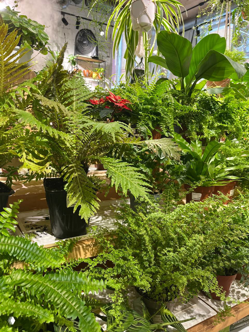 Плотно расставленные домашние растения разного размера и фактуры на деревянных полках внутри магазинчика «Зелёный дом», многолистная зелень
