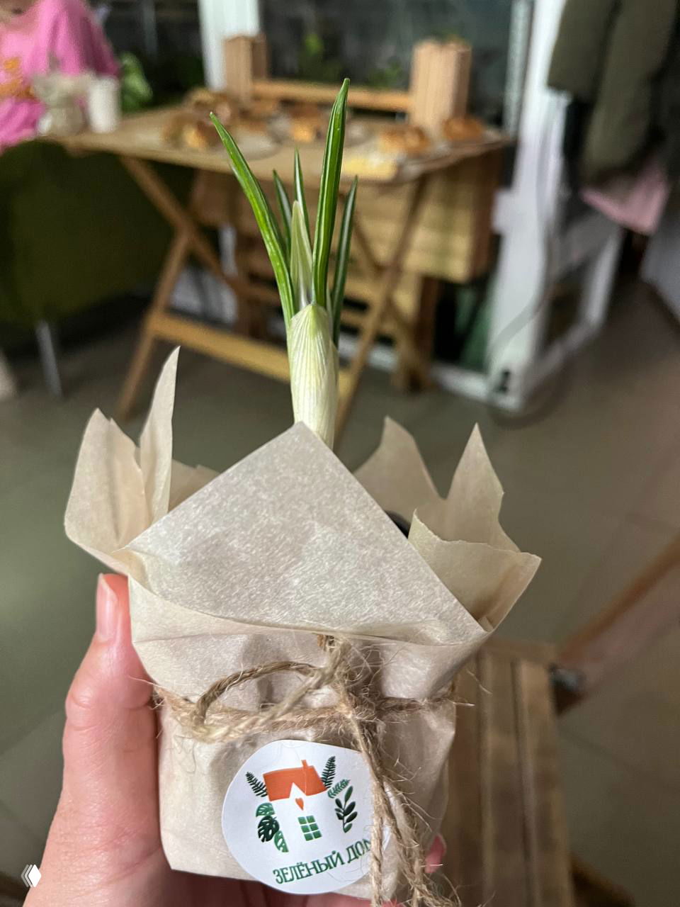 Небольшой подарочный росток, упакованный в крафт-бумагу и перевязанный шпагатом, с логотипом «Зелёный дом» — сувенир и посадочный подарок
