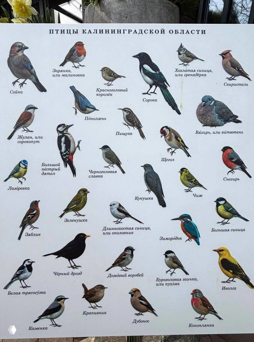 Информационная табличка «Птицы Калининградской области» рядом с весенними цветами — иллюстрации и подписи местных видов птиц на прогулочной точке в Зеленоградске.