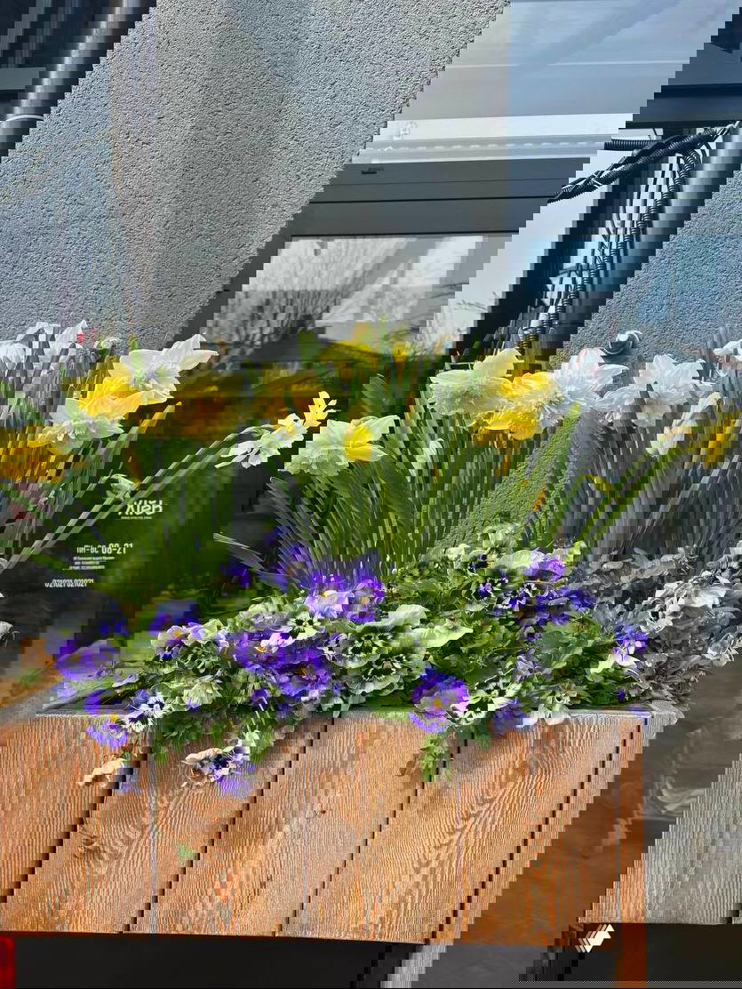 Деревянный цветочный ящик с нарциссами и фиалками у окна кафе в Зеленоградске; аккуратная весенняя посадка украшает тротуар и вывески рядом.