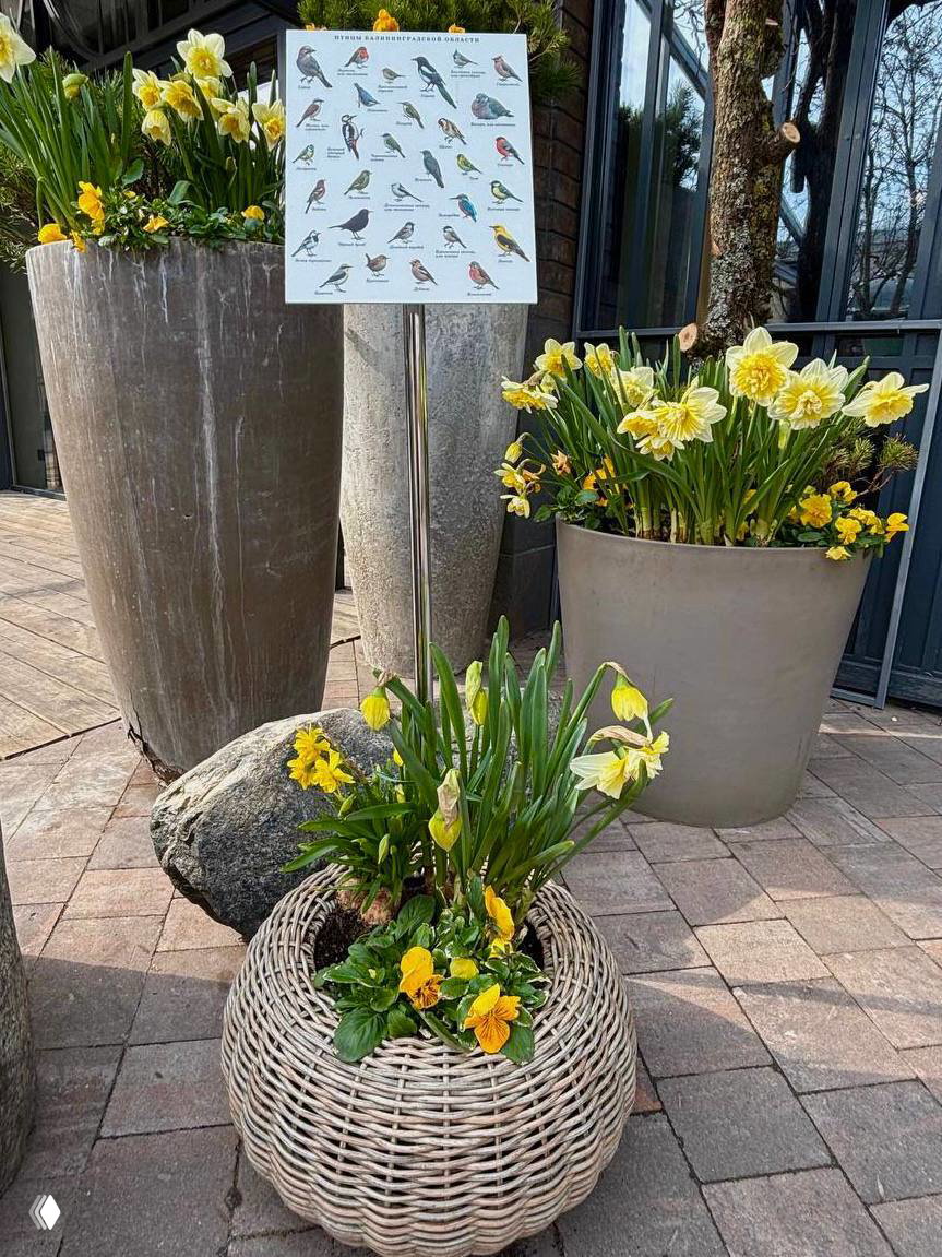 Группа больших ваз и корзин с нарциссами и декоративными растениями, на фоне таблички с птицами — весеннее оформление городской площади в Зеленоградске.