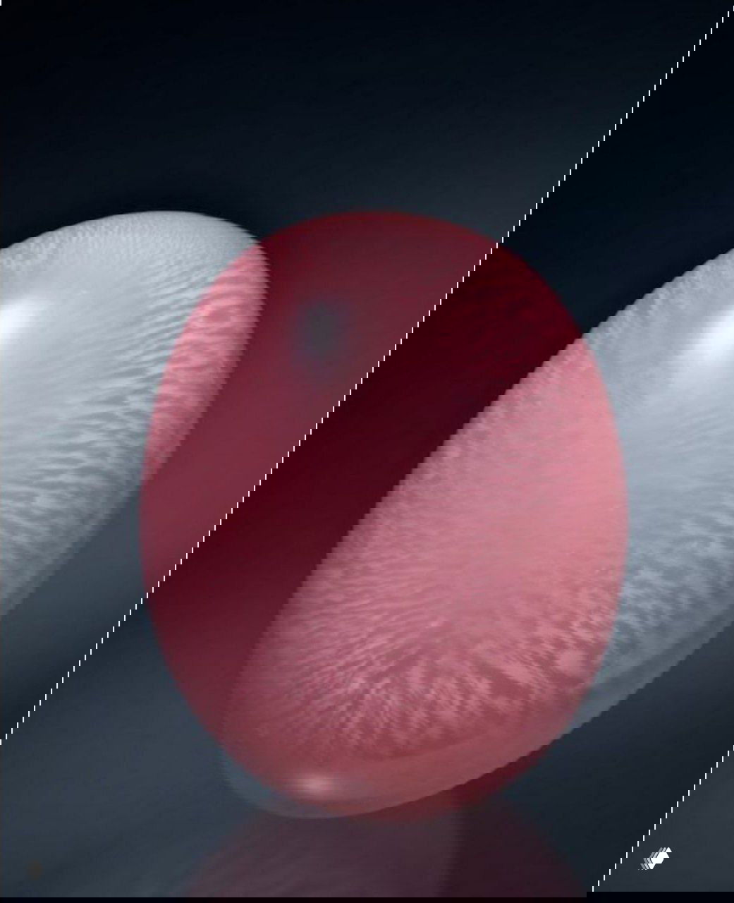 Жемчуг Конк — редкая драгоценность из Карибов