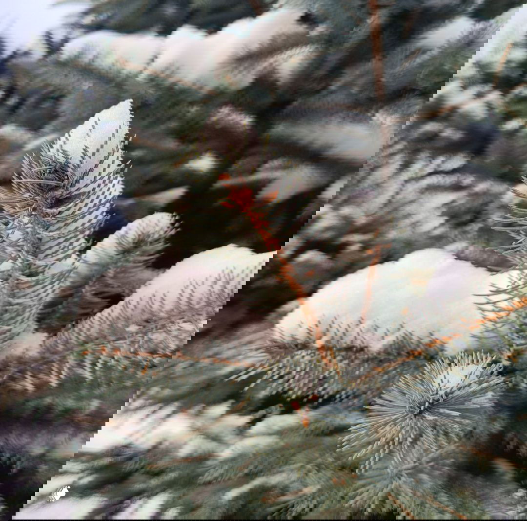 Крупный план ветки ели, покрытой свежим снегом; видно иголки и текстуру хвои в зимнем парке, крупный макро-ракурс.