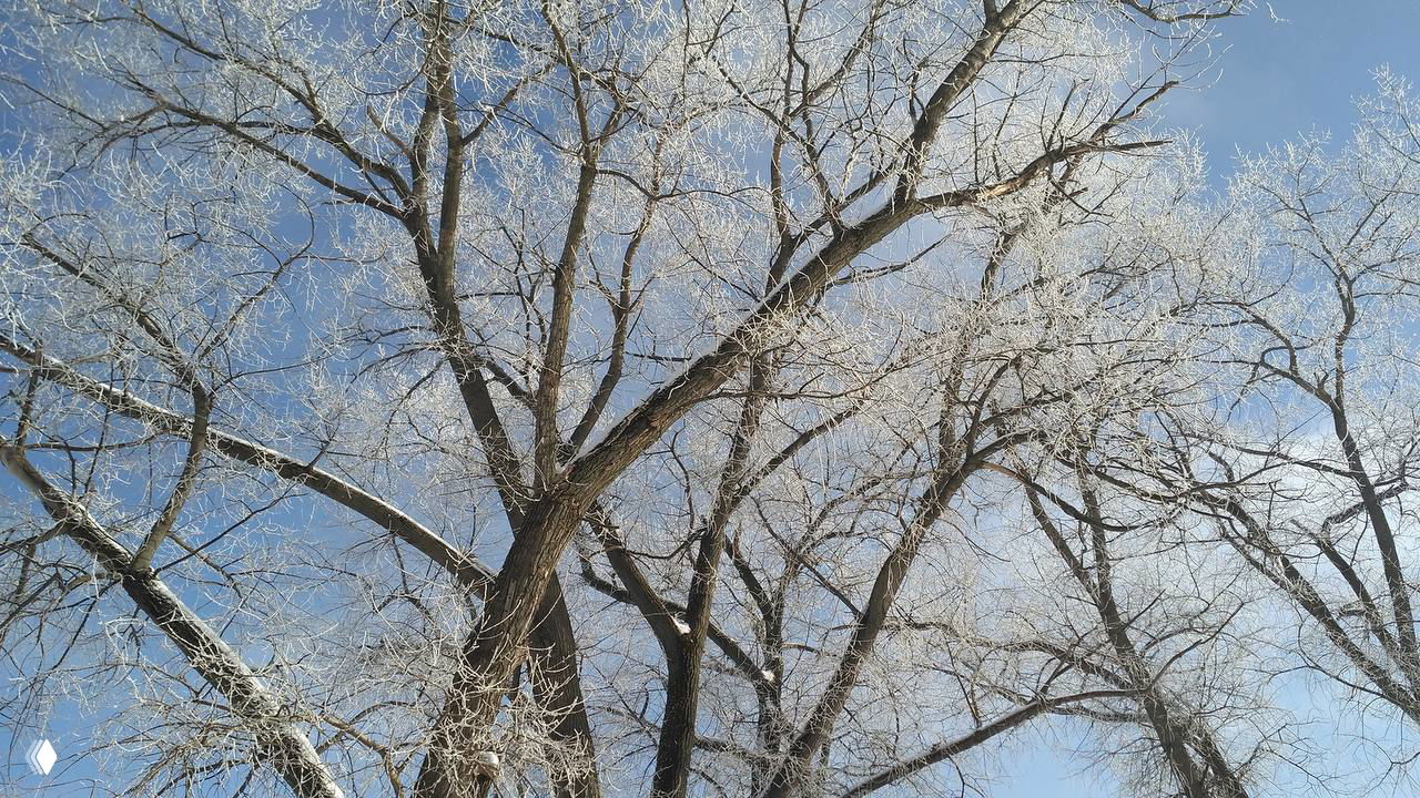 Период Тополя: 4–8 февраля