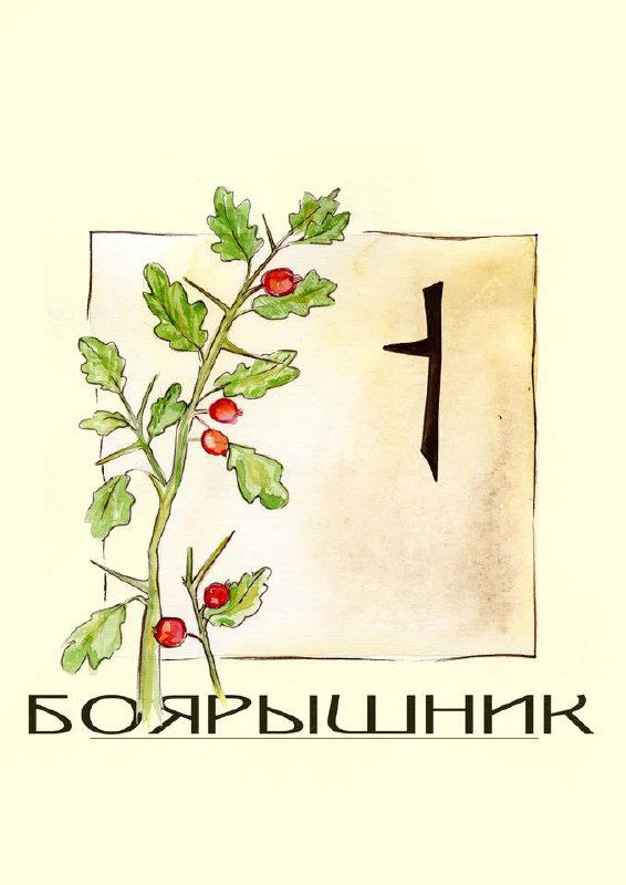 Акварельная иллюстрация ветки боярышника с ярко-красными ягодами и зелёными листьями на светлом фоне рядом с символом Huath.