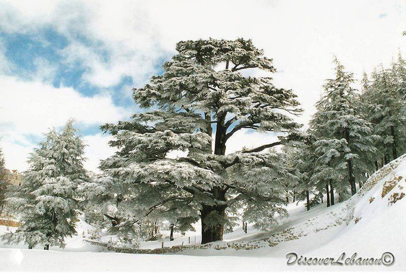 Период Кедра по кельтскому календарю: 9–18 февраля