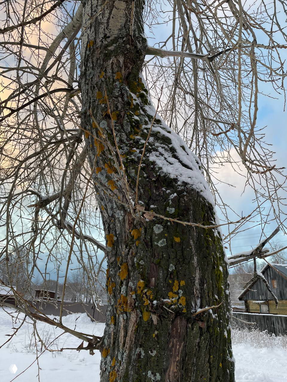 Огам‑путь: когда душа теряет корни