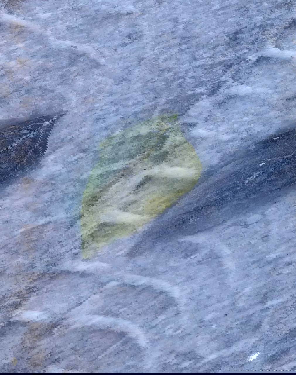 Знаки от Вселенной: зелёный лист в снегу