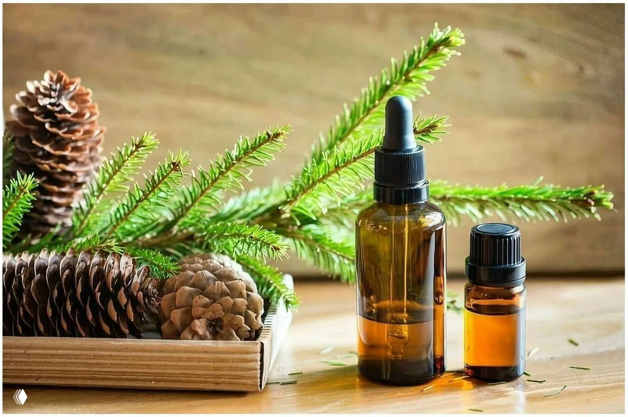 Древний Огам: полезные свойства пихты