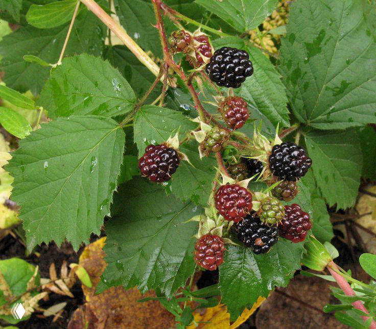 Глава 11. Ежевика и одиннадцатая Феда -Muin