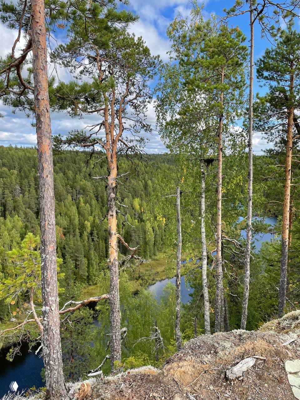 Интеллект деревьев: связь с природой в городе