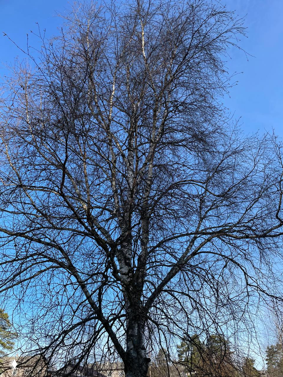 Отпускаем старое через силу берёзы