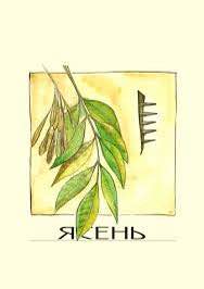 Глава 5. Дятел и пятая Феда Ясень