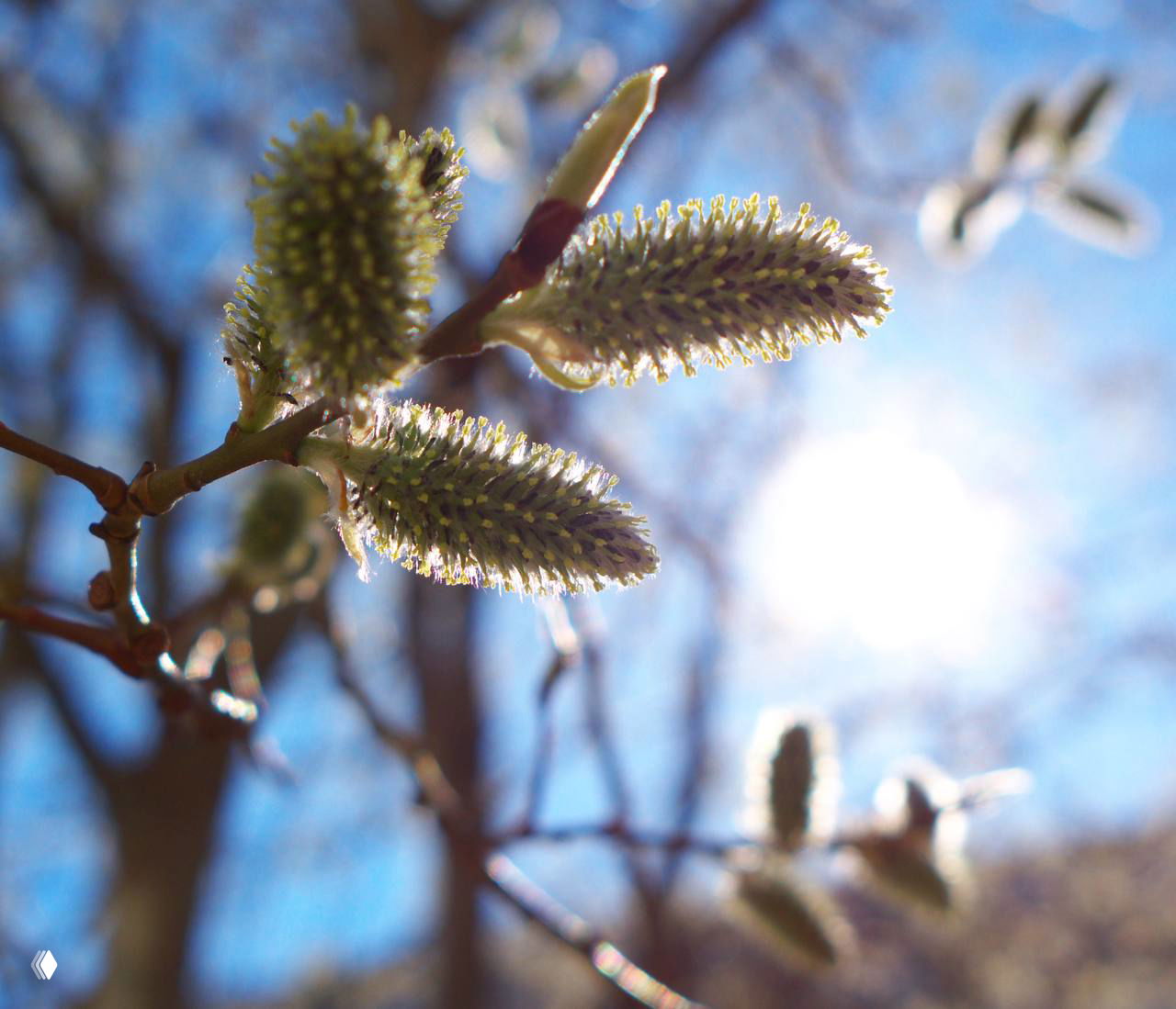 Период Ивы в гороскопе друидов