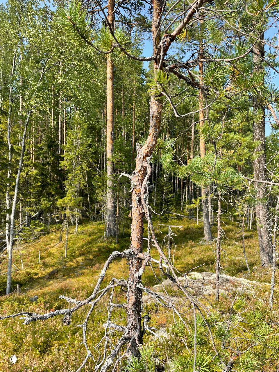 ЛЕС: ОТ ХАОСА К ГАРМОНИИ