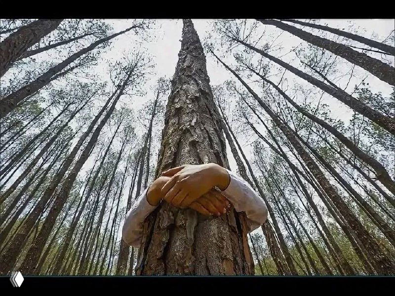 Как найти своё дерево и наладить контакт