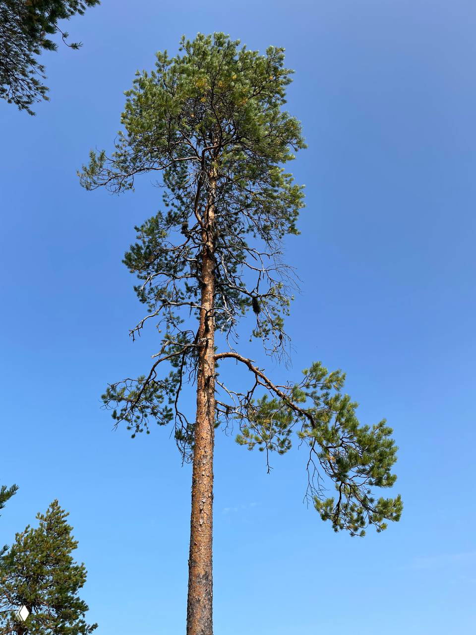 Период Сосны: энергия стойкости и гармонии