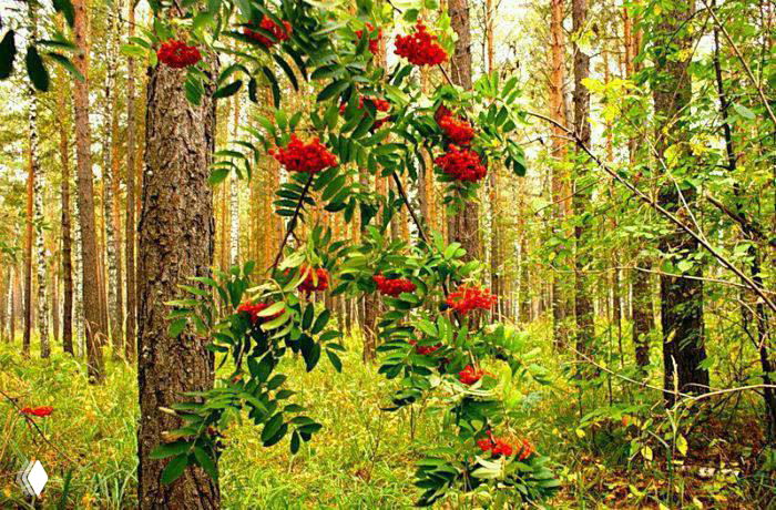 Глава 2. Дятел и вторая Феда Рябина