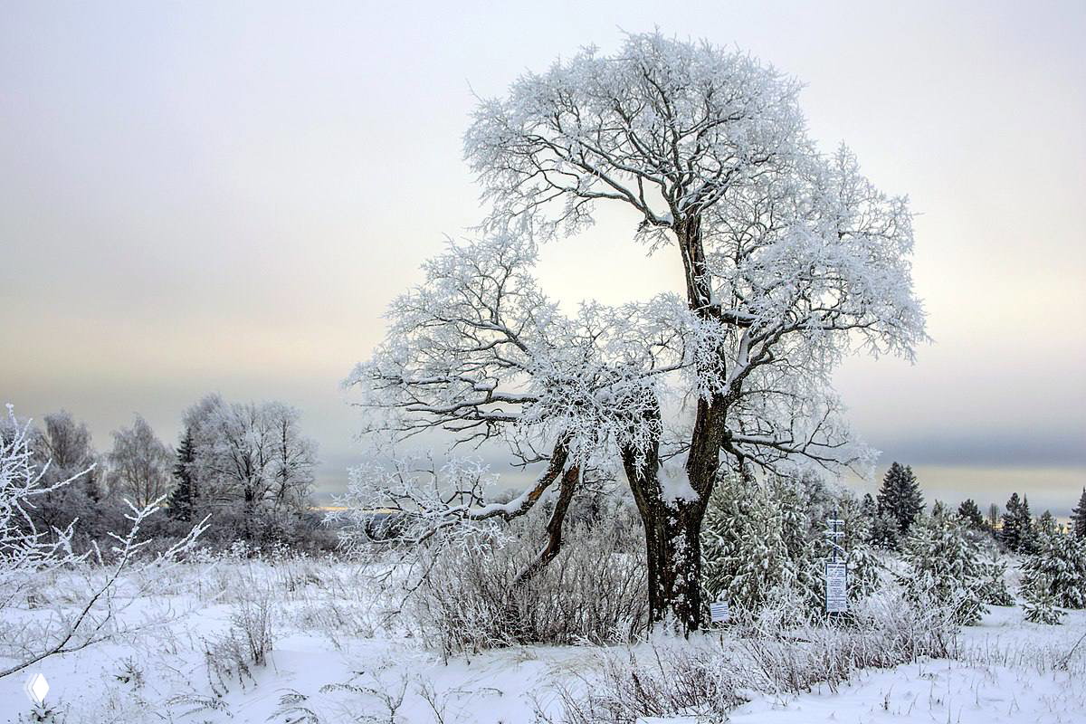 Вяза два - судьбы разные: зимний и летний типы в Огаме