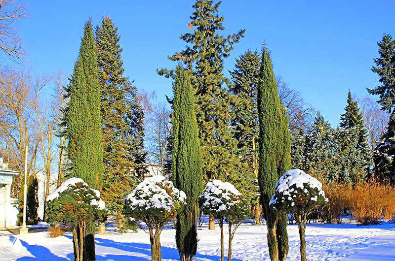 Кипарис: время внутренней стойкости и тихой гармонии