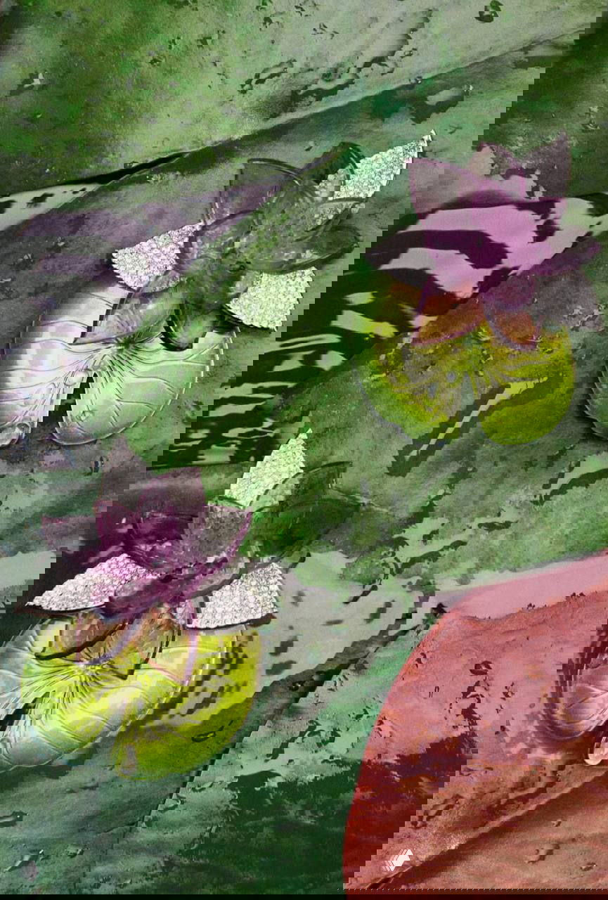 Ювелирные броши в форме листьев и нежно-фиолетовых цветов на фоне зелёной фактурной поверхности, стилистика коллекции Dior.