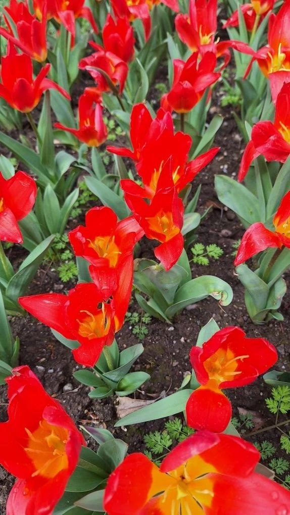 Фестиваль тюльпанов в Морже — «Сказки и легенды»