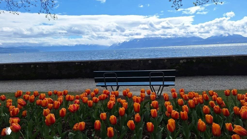 Оранжевые и красные тюльпаны у набережной Моржа, скамья на фоне Женевского озера и панорама Альп с заметным Монбланом вдали.