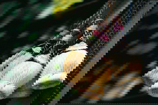 Кьянти: Gallo Nero, фиаско и тосканские вина