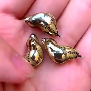 Три блестящих золотистых кокона гусеницы вида Mechanitis polymnia на человеческой ладони, выглядят как металлические капсулы.