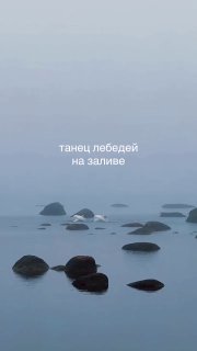 Пара белых лебедей исполняет брачный танец в густом морском тумане у каменистого побережья Финского залива рядом с Санкт‑Петербургом.