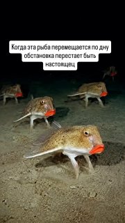 Группа нетопырей Дарвина на морском дне у Галапагосских островов ночью; видны ярко-красные губы и шаговая поза на плавниках.