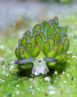 Макро-снимок морского слизня Costasiella kuroshimae («Овечий лист») с зелёными листовидными выростами, двумя тёмными точками-«глазками» и песчаным фоном.