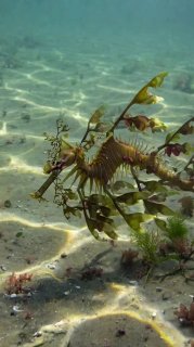 Подводный кадр лиственного морского дракона в прибрежных водах Австралии: тело с кожистыми выростами, похожими на водоросли и маскирующееся среди водорослей.
