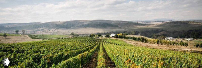 Виноградники Glaetzer‑Dixon в Тасмании: ровные ряды лоз на прохладных холмах острова, пейзаж терруара и климатического профиля.