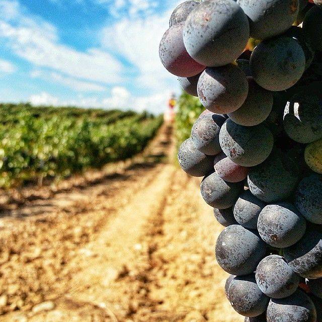 Крупный план виноградной грозди на фоне виноградника в солнечный день: зрелые тёмные ягоды и ряд лоз, готовых дать сырьё для темпранильо.