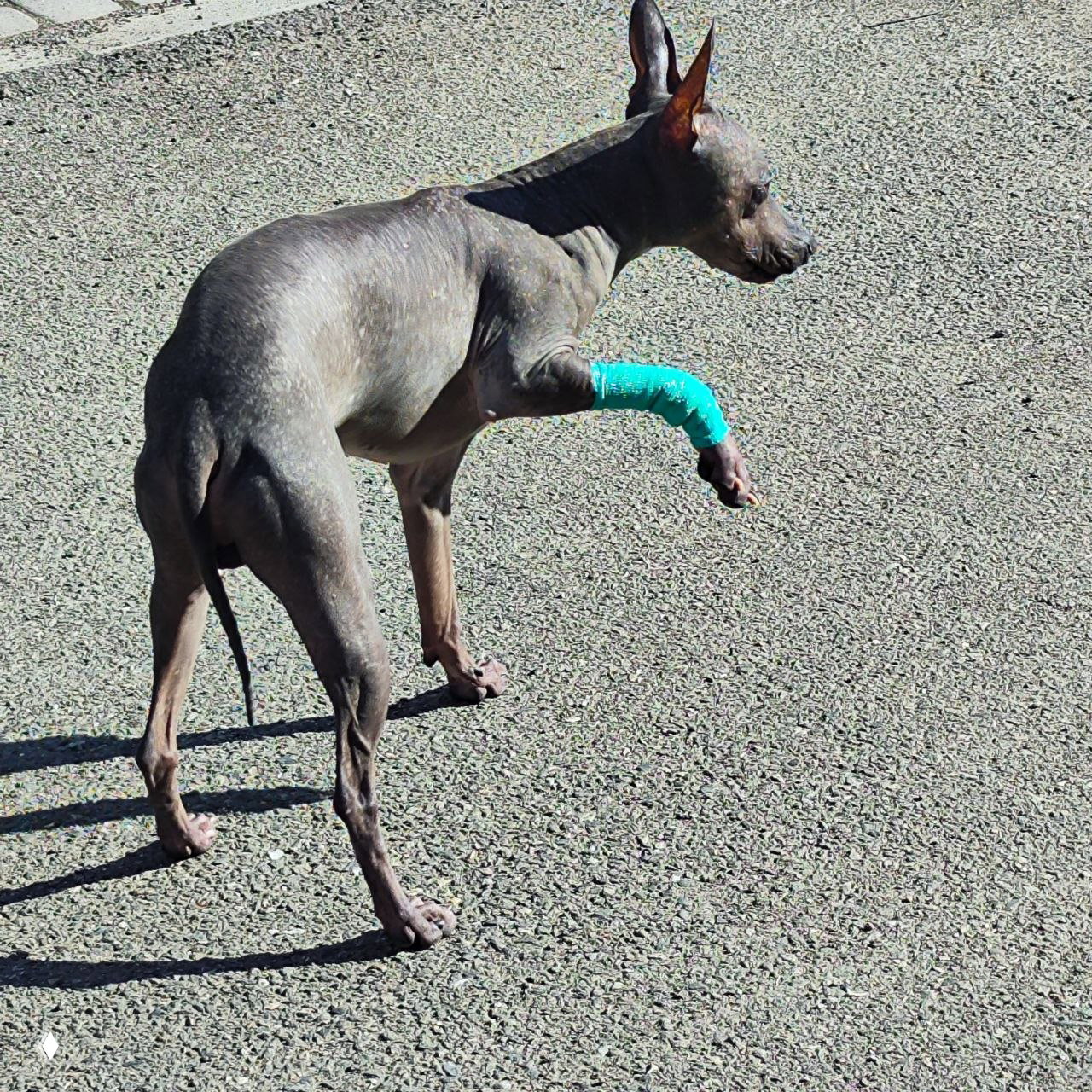 Материнство в 43 и операция «Спасти рядового Пса»